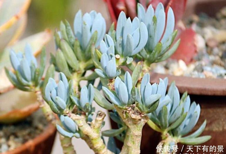 超级皮实,可以直接地栽,养成老桩以后非常有韵味的多肉——蓝松