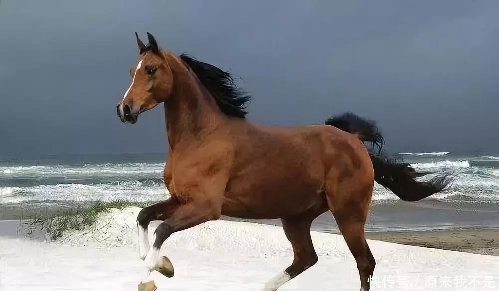 历史|艺术品里的历史 昭陵六骏与唐朝的养马事业!