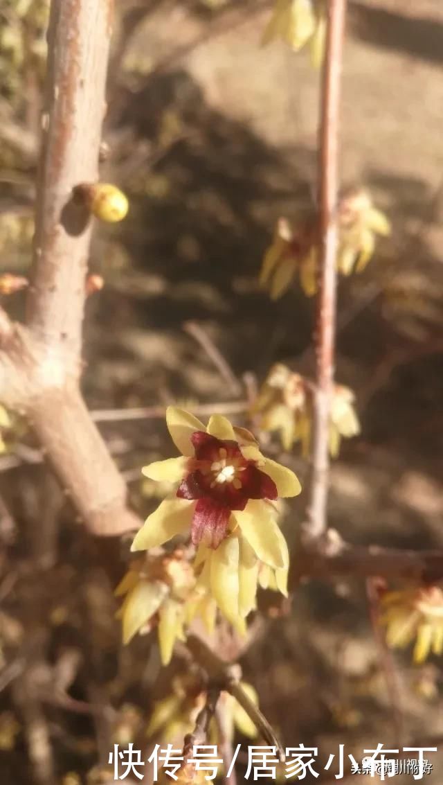 铜川植物园之春