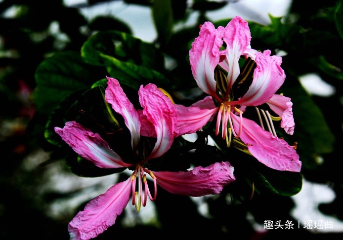 此花因其型而得名，给人情意绵绵的暖意，多有家庭和美之意