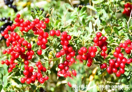 护肤|聪明的女性都在吃4种食物,排毒护肤,降压减脂,预防子宫早衰