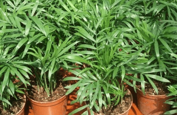 养花难如下3种植物，好养又好看，家中随便养一盆，5年不死花