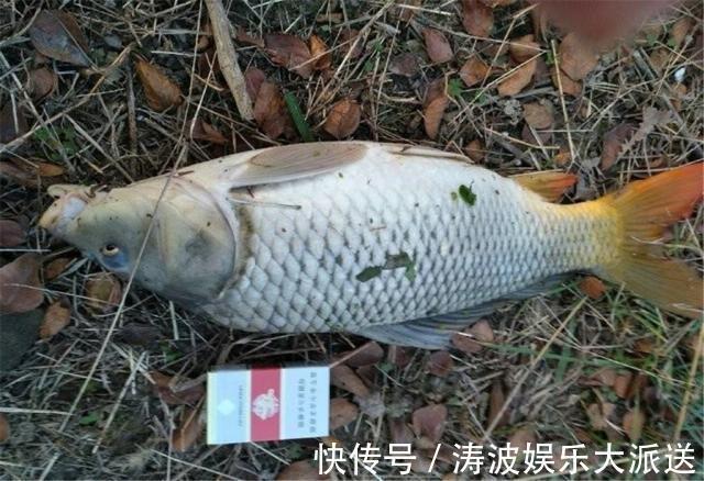 玉米粒|夏季钓鱼不用愁,只需玉米配小麦,野钓鲤鱼草鱼鲫鱼有奇效!