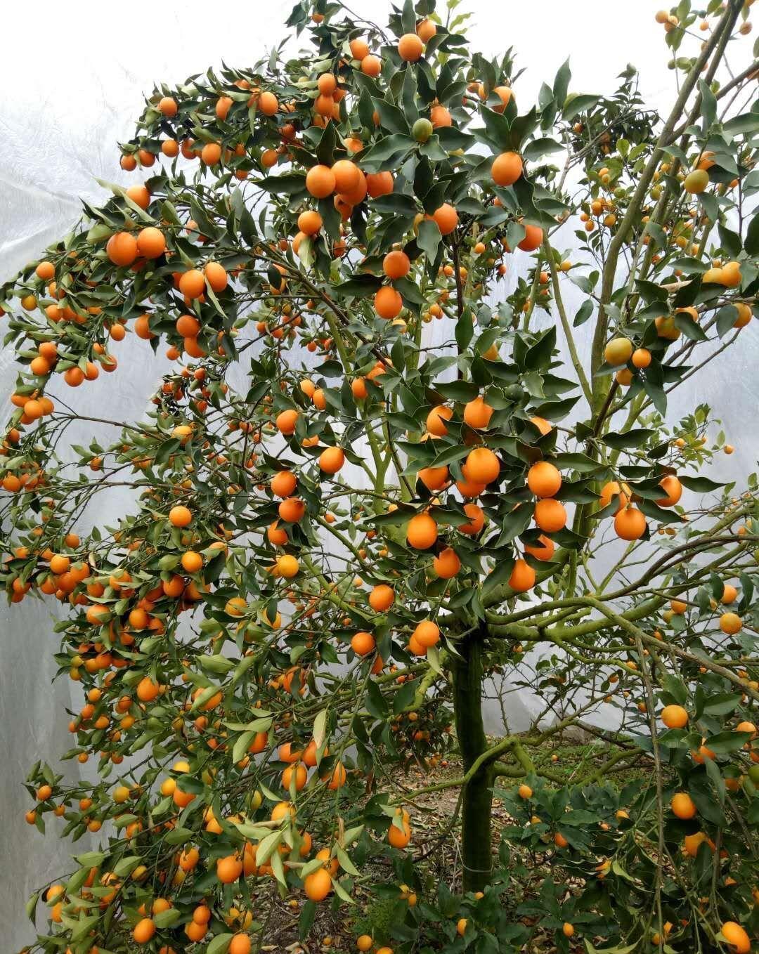 家里种“好树”，子孙一直富，6种“吉利树”，养得越久越吉利