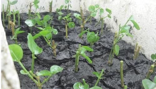 茉莉花有“3怕”,不知情的话,就会黄叶和落花,您别忽视