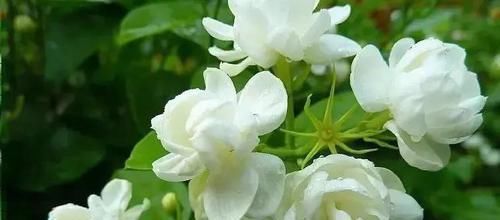  十足|茉莉花开爆盆，花香十足，学会如何打顶是关键，教你正确修剪茉莉