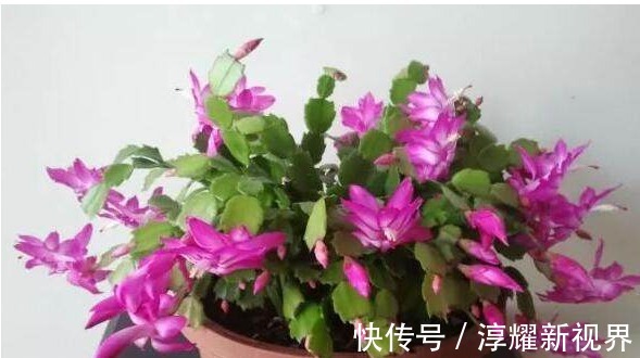 叶片|君子兰、长寿花、蟹爪兰总不开花,可能盆里缺点它,加一点就开花