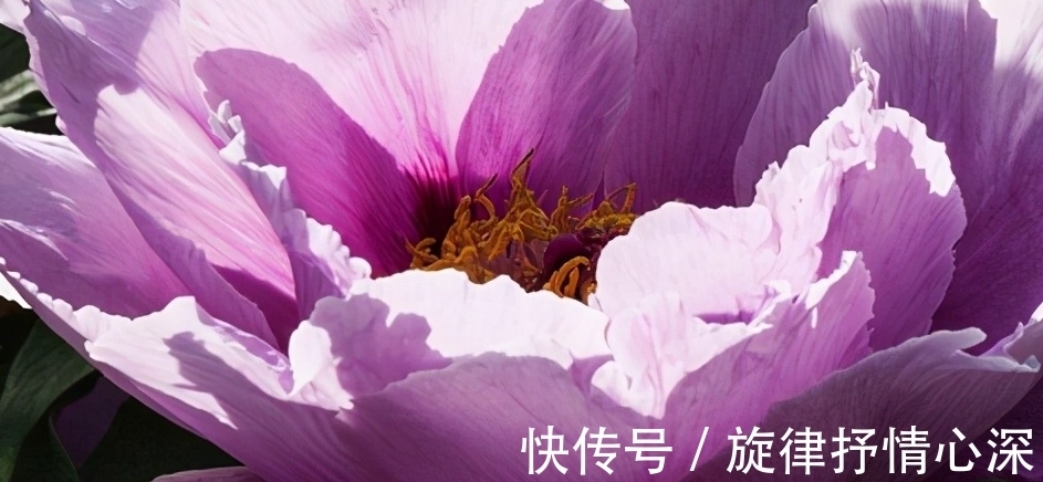 10种冬天会休眠的花,别急着扔了