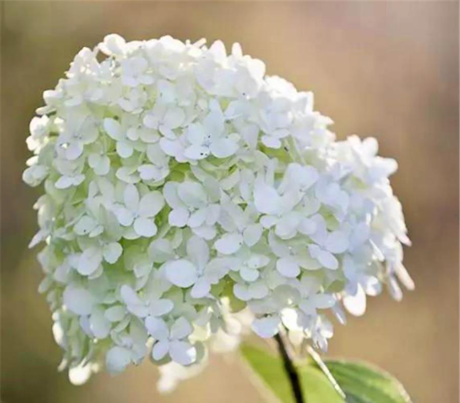 春天养绣球花，4件事情要早做，学会了夏天蓝花开满盆