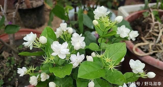 酸性物质|养茉莉花，做好“2点”，浇水跟上，四季不断长，开花就爆盆