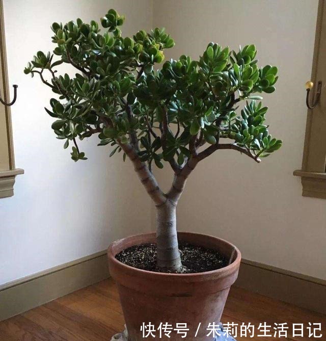 室内养玉树，注意3个“细节”，叶油绿肥厚，枝子壮，长爆盆！