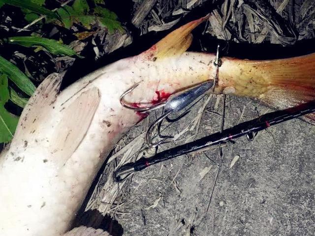 渔政|钓鱼人最愤怒的几个场面,最恨的不是电鱼人,排名第一的是这些人