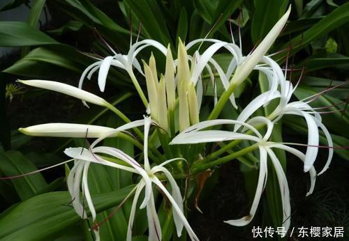 虎刺梅|4种花,再好看也别在家里养,对身体不好,后悔没早知道