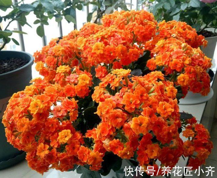 5种“漂亮花”喜冷凉环境,冬天也能“扦插”,成活率高,长势快