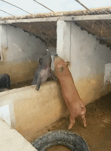 搞笑|搞笑GIF:第一次见这样变道的