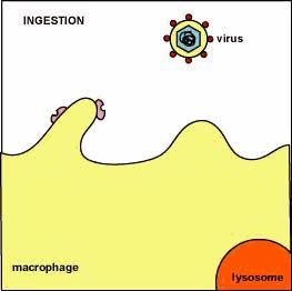 汇总|高中生物必修1-3考点汇总, 背诵与动图搭配! 强烈建议收藏！