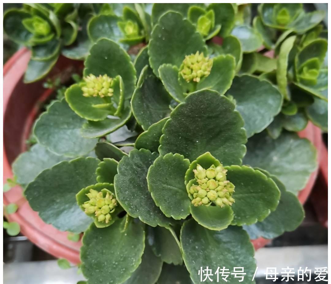 修剪|9月开始，给长寿花多做4件事，让它多冒新芽，孕蕾更多