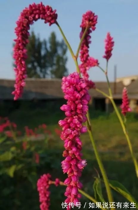 红蓼花!成束之美!难得一见!