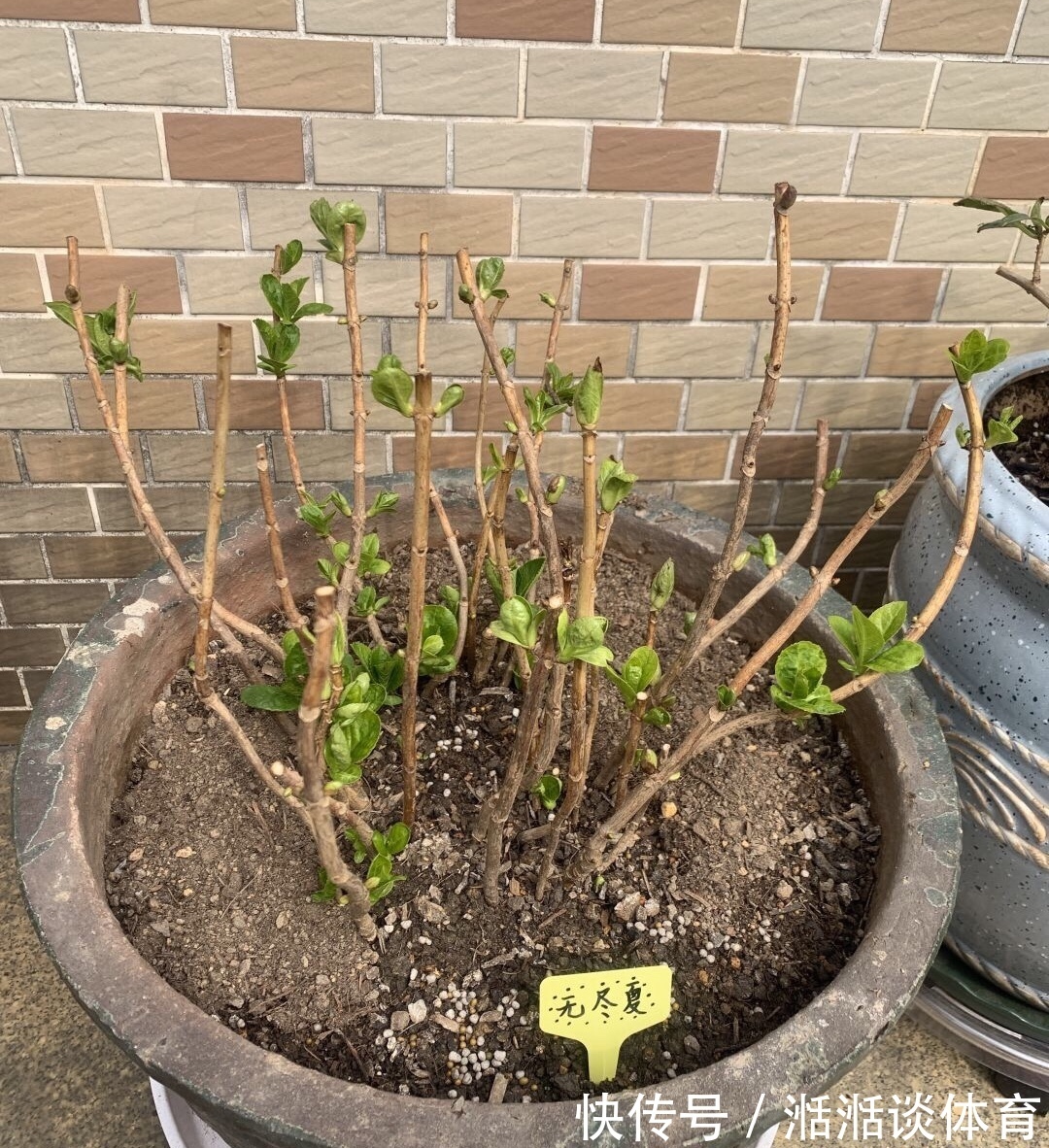 6种“硬气花”,冬天赶紧“扔出去”,冻一冻才壮,开花更劲爆