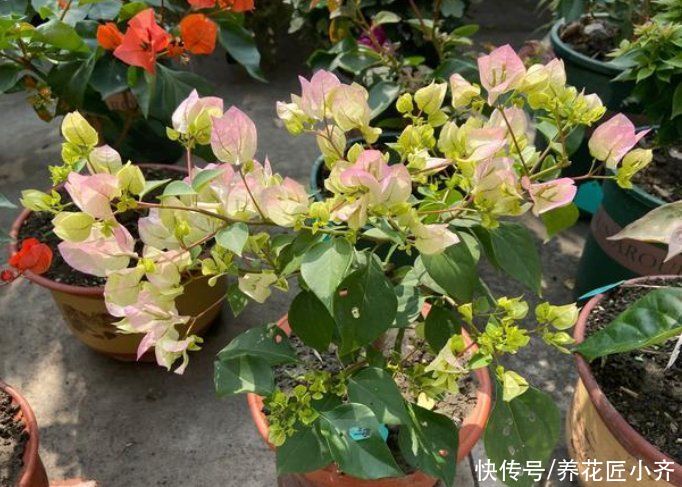 三角梅|如果三角梅变成光杆，4个原因会引起落叶，遇到用点技巧就能恢复