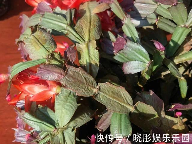 最怕晒的10种花,赶快搬进屋,否则会死掉