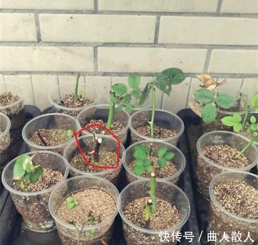 扦插月季不生根用它捂一捂,过几天“冒白根”,变成月季大户!