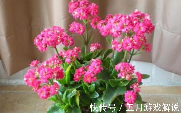 入冬以后，4种小盆花很受欢迎，价格亲民，好养易活，喜欢吗