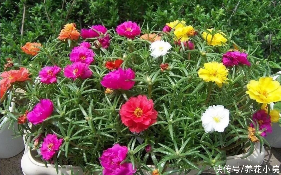 太阳花|4种漂亮的花，天热也能扦插，根本不用买