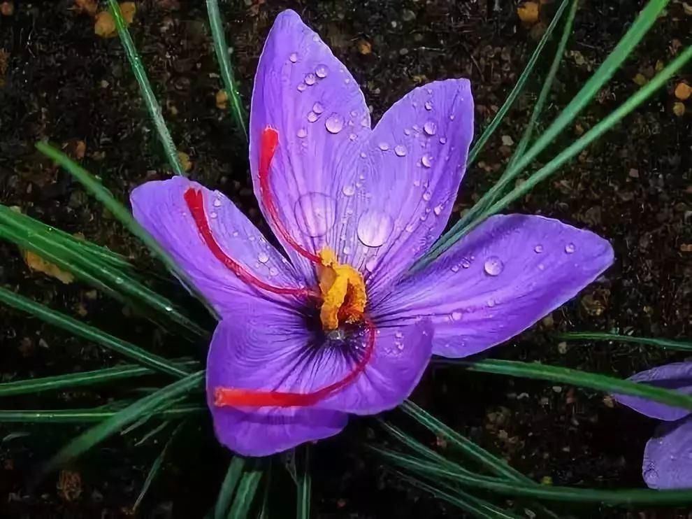 世界上最名贵的花,一盆就是一座房子!