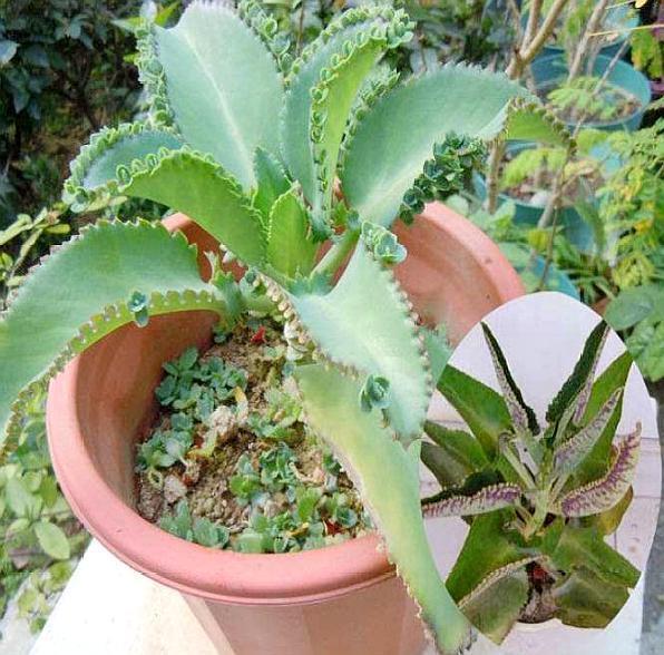 这两种花遇水就长，不注意会闹出“大问题”，养花达人都“慎”养