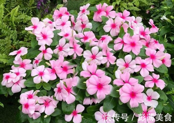 它,一年开花300天,比绿萝好养,比太阳花好看,新手也能养爆盆