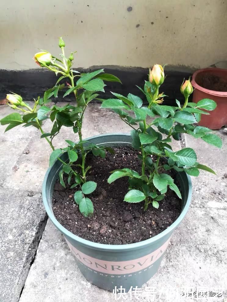 花苞|买的月季幼苗，还带着花苞！咔嚓一刀剪掉，花苞影响生长