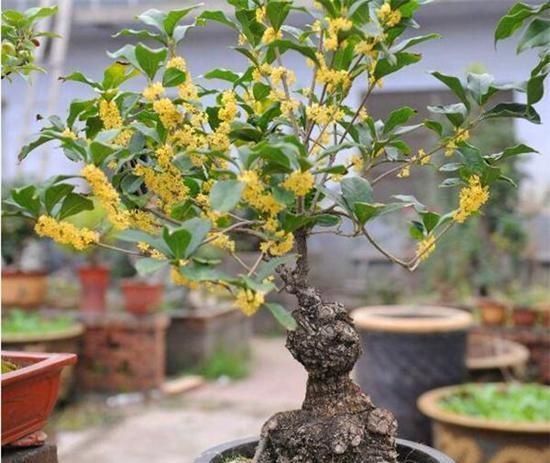 初冬|立秋后,这2种档次花,摆在家里观赏性强,一直开花到初冬