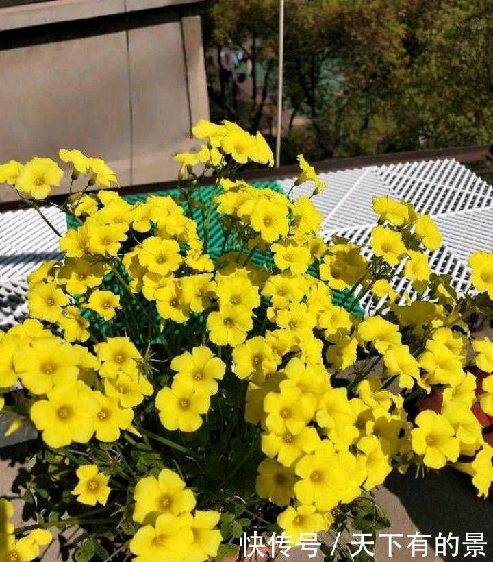 阳台养两种“酢浆草”,花量大,颜色很漂亮,每天满满都是花