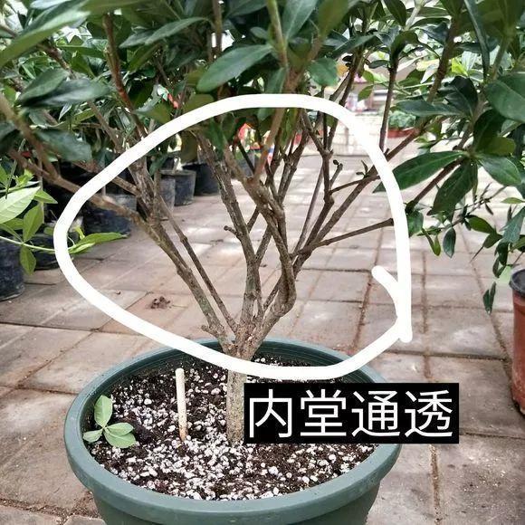 长寿月季花后赶紧剪一刀,剪完就开花,一直剪一直开!