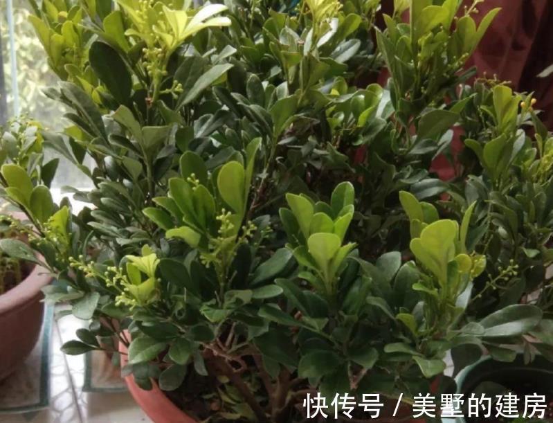 养花|于养花人而言,空油桶是什么?