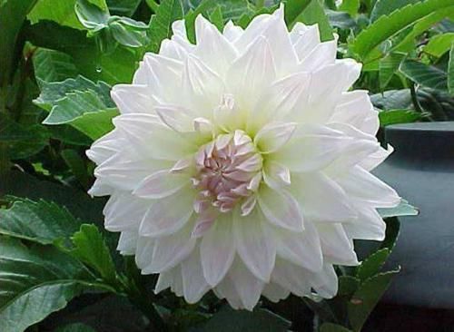 几种花卉美过玫瑰,一年四季花开不停,花香四溢,开满阳台