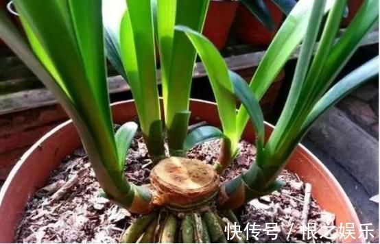 君子兰|下面2种花枯死也别扔,把叶子全剪掉,它还能再“活”一次