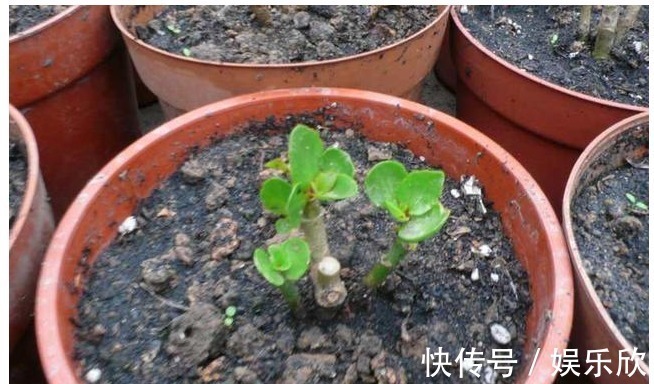 植株|怎么样才能让长寿花开花多，植株又矮小，方法很简单，了解一下