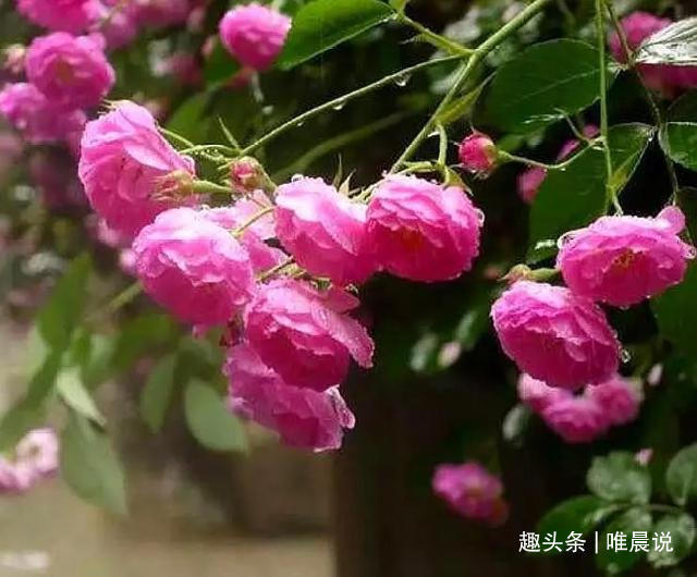 吃饭|一个人吃饭的顺序和速度，取决于他是个怎样的人，八九不离十