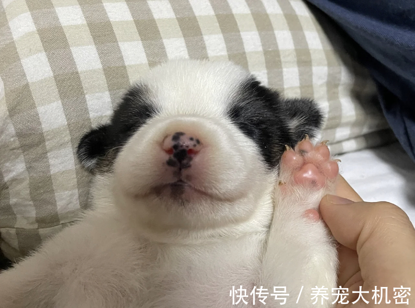 狗狗|狗狗可以喝人的奶粉吗，狗可以喝奶粉吗