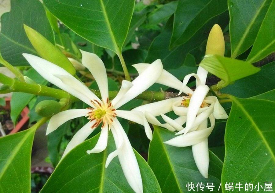 5种公认不好养的植物，为什么？