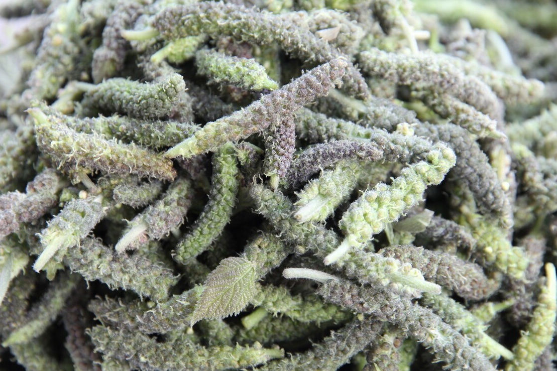 野菜|49种野菜大图片，带你见识不同的野菜和吃法，你想要的野菜这里有