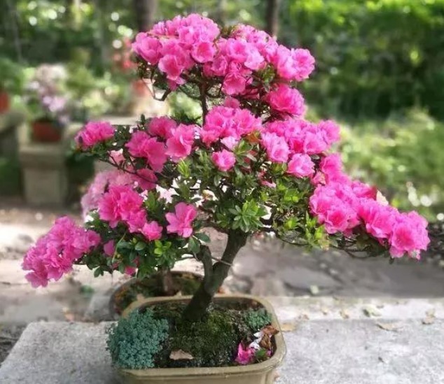 盆底|3种“垃圾”垫盆底,不黄叶烂根,1年四季叶子油绿,花开爆盆!