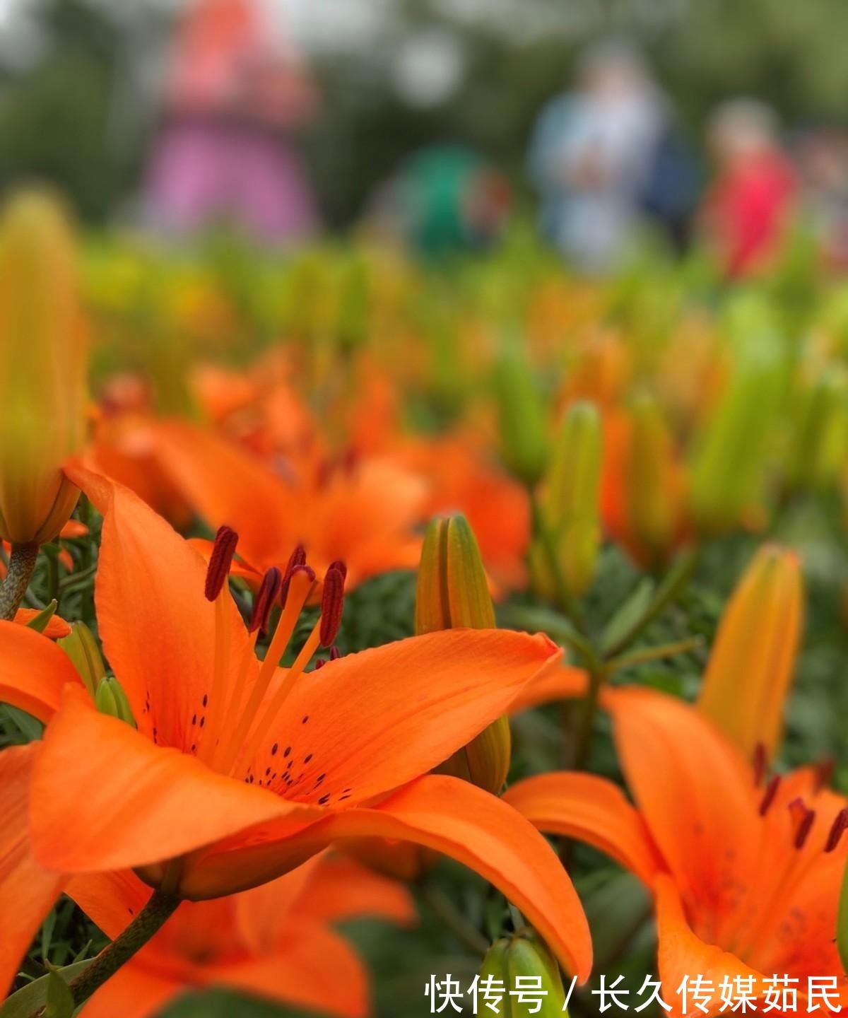 百合花|沈阳沈水湾公园:又美又仙百合花海