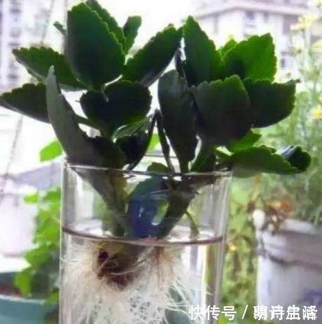 山茶花|这“3种花”最好扦插,“掰枝条”插土里就能活,花友看了都羡慕