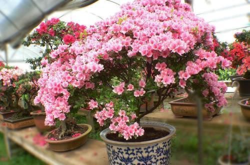 3种木质花卉，开花漂亮花期超长，越养越漂亮，是盆栽佳品！