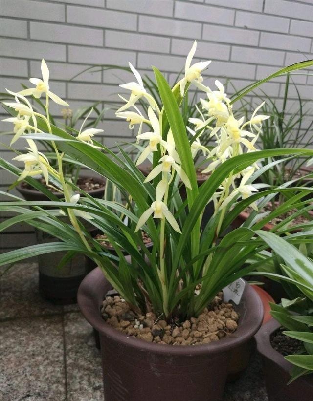 花儿|要兰花开花,有3个“催花”技巧,自然有花苞,花儿多美又香