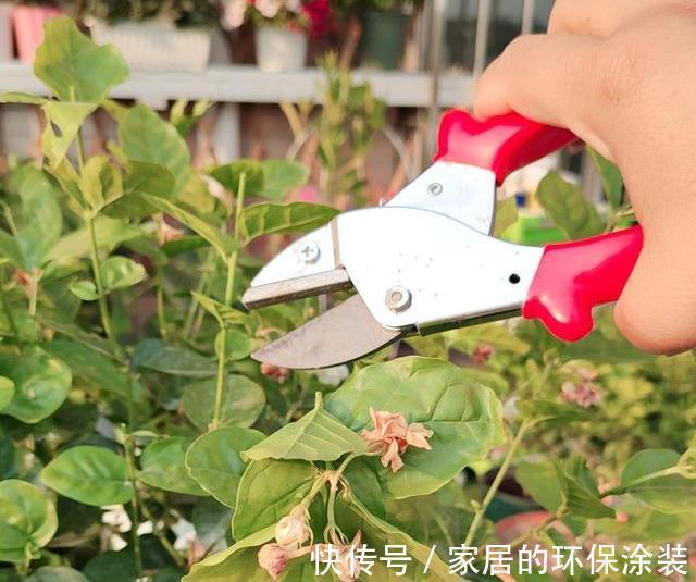 8种“漂亮花”特怕冷，秋天赶紧拿到屋里去，不然都冻死了