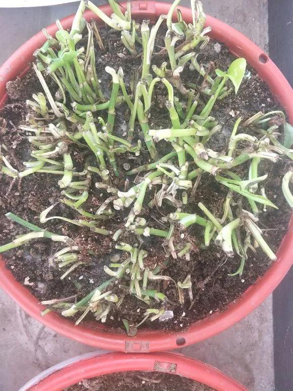 秋天|绿萝君子兰烂心叶黄,“剃个头”新芽直冒,呼呼爆盆!